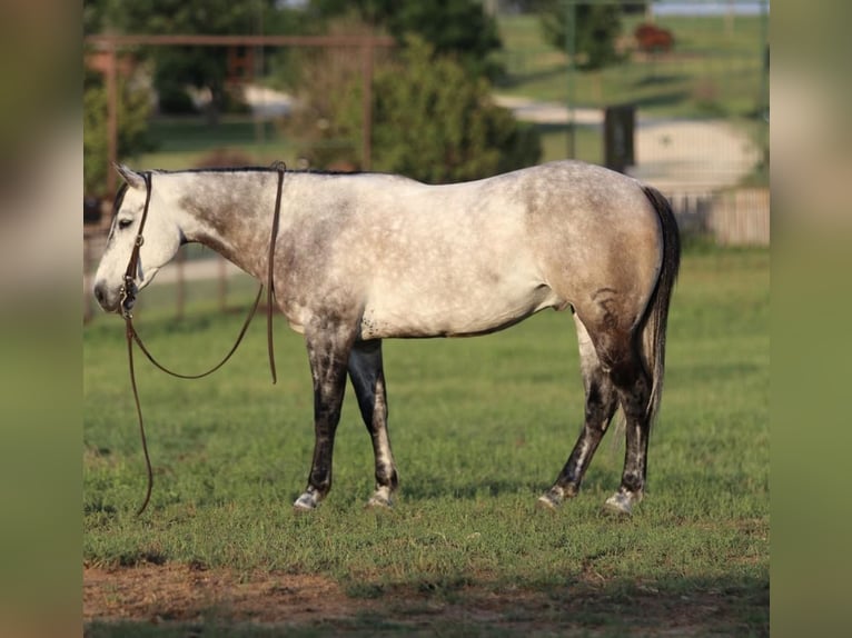 American Quarter Horse Mix Ruin 9 Jaar 152 cm Schimmel in Joshua, TX