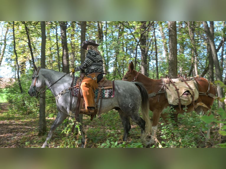 American Quarter Horse Ruin 9 Jaar 152 cm Schimmel in Hastings