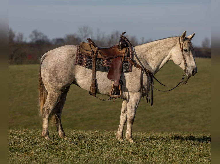 American Quarter Horse Ruin 9 Jaar 152 cm Schimmel in Ewing KY