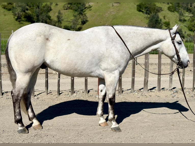 American Quarter Horse Ruin 9 Jaar 152 cm Schimmel in Paicines CA