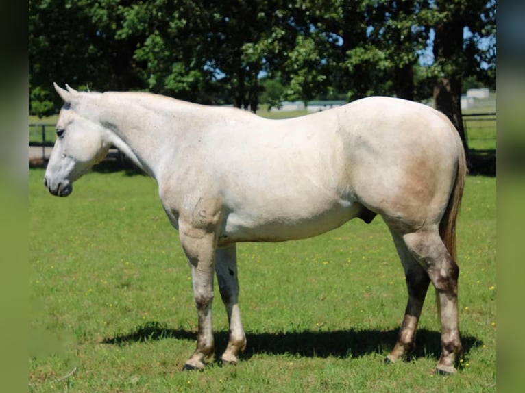 American Quarter Horse Ruin 9 Jaar 152 cm Schimmel in Sallisaw OK