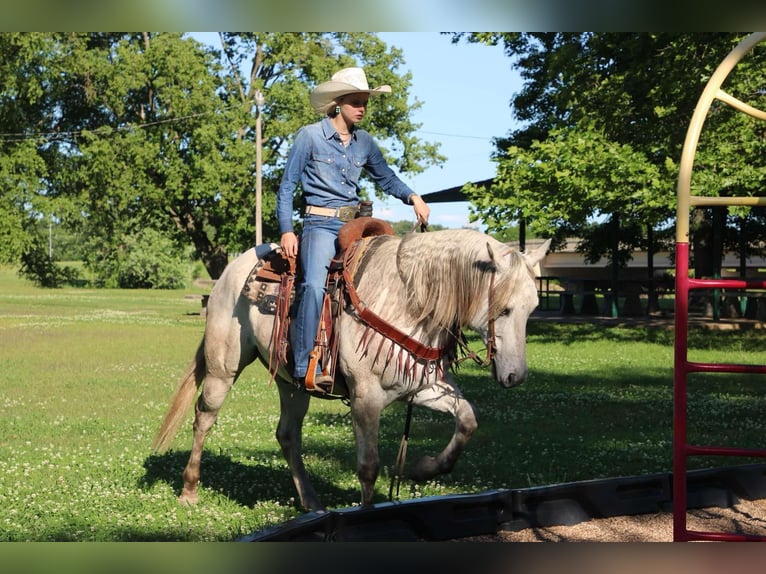 American Quarter Horse Ruin 9 Jaar 152 cm Schimmel in Sallisaw OK