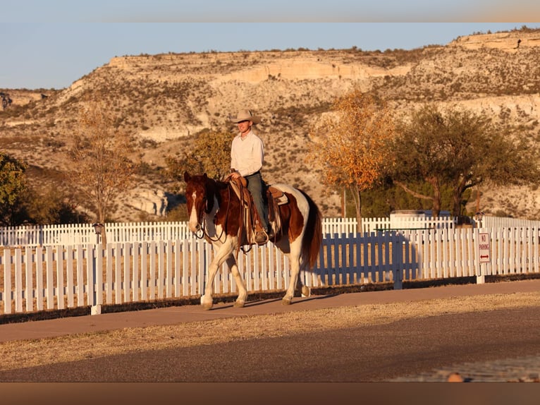 American Quarter Horse Ruin 9 Jaar 152 cm Tobiano-alle-kleuren in Camp Verde AZ