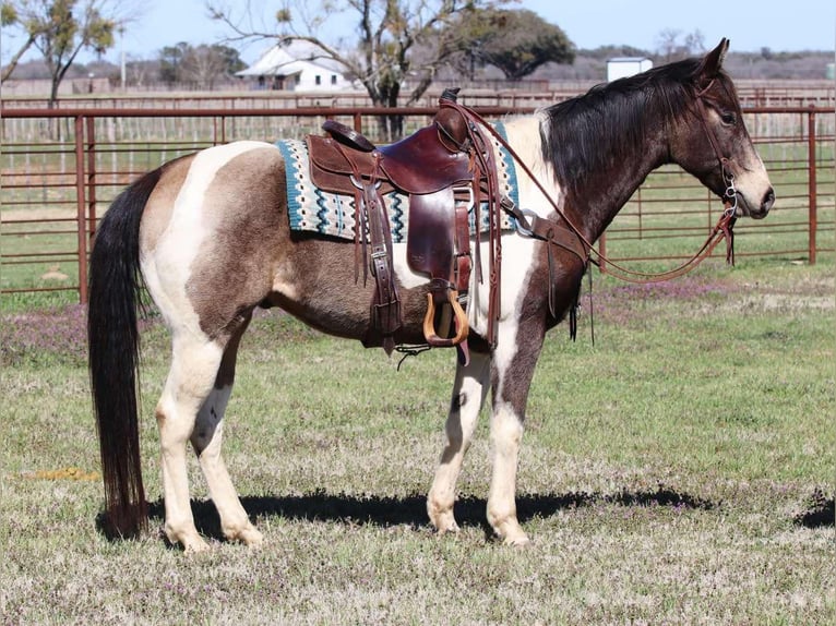 American Quarter Horse Ruin 9 Jaar 152 cm Tobiano-alle-kleuren in Lipan TX