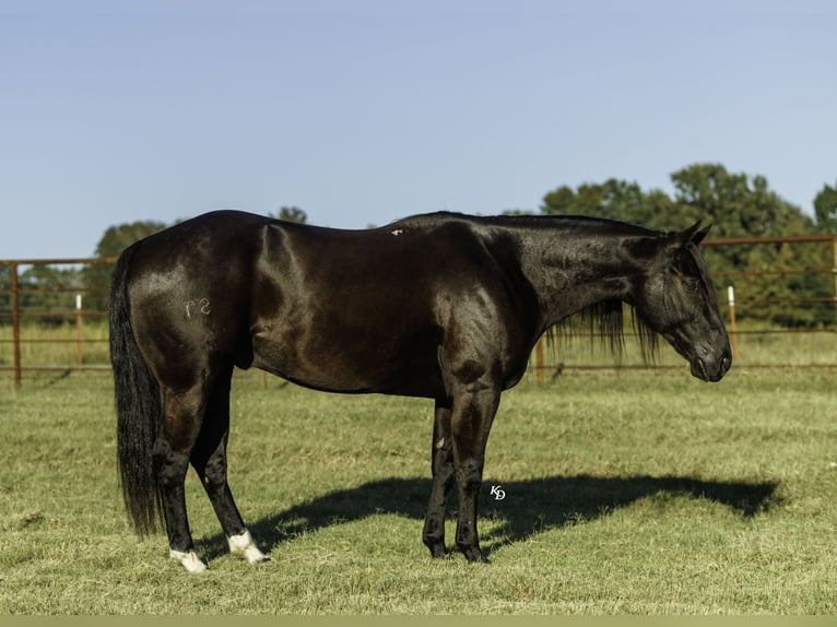 American Quarter Horse Ruin 9 Jaar 152 cm Zwart in Quitman
