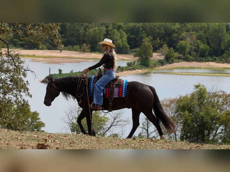 American Quarter Horse Ruin 9 Jaar 152 cm Zwart in Quitman