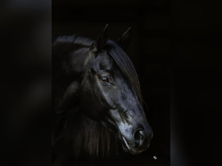 American Quarter Horse Ruin 9 Jaar 152 cm Zwart in Quitman