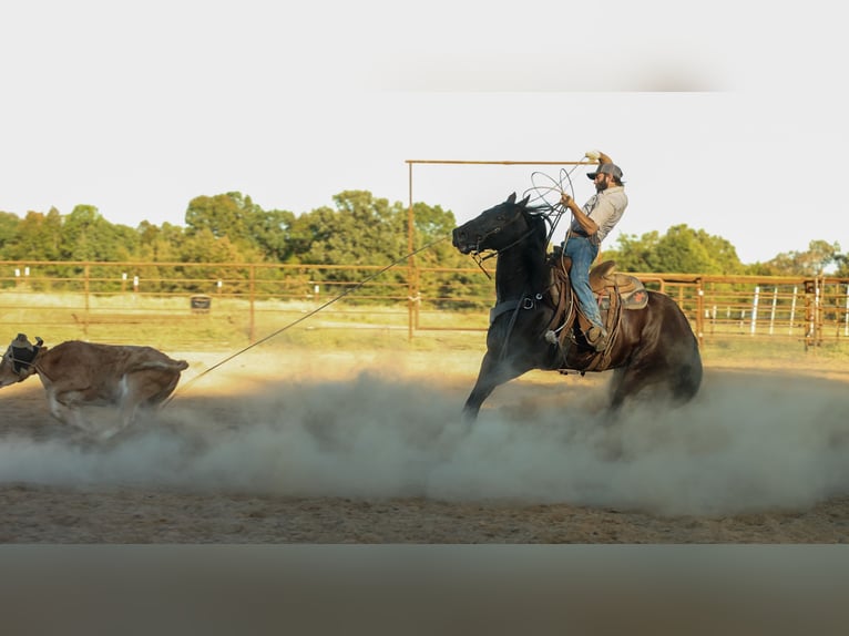 American Quarter Horse Ruin 9 Jaar 152 cm Zwart in Quitman