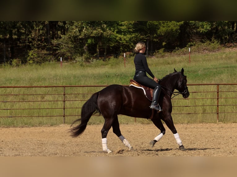 American Quarter Horse Ruin 9 Jaar 152 cm Zwart in Quitman