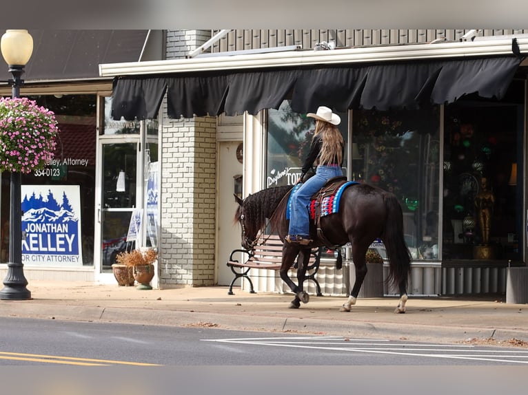 American Quarter Horse Ruin 9 Jaar 152 cm Zwart in Quitman