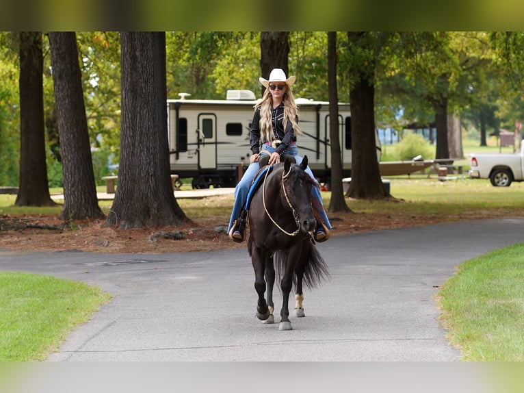 American Quarter Horse Ruin 9 Jaar 152 cm Zwart in Quitman