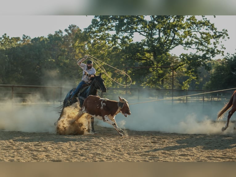 American Quarter Horse Ruin 9 Jaar 152 cm Zwart in Quitman