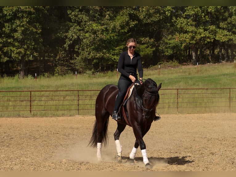 American Quarter Horse Ruin 9 Jaar 152 cm Zwart in Quitman