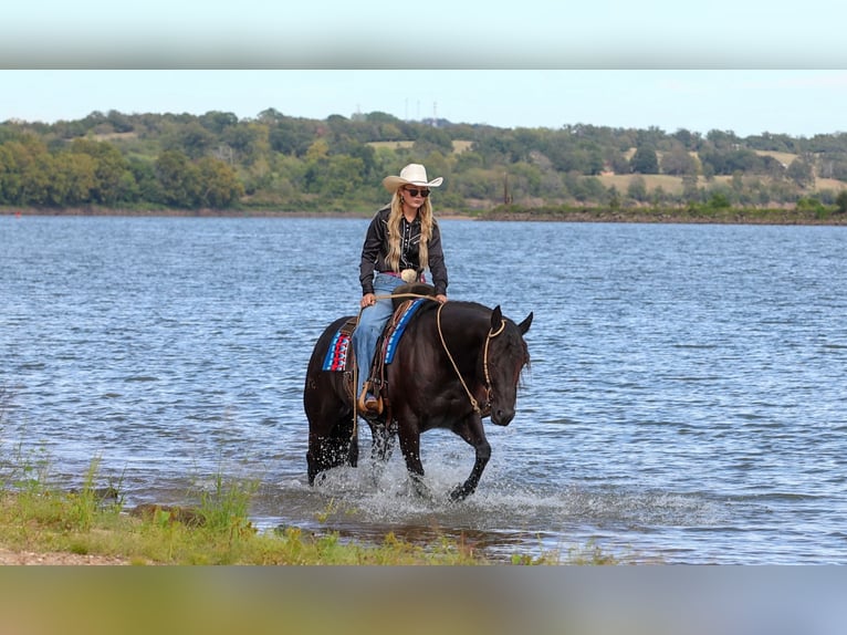 American Quarter Horse Ruin 9 Jaar 152 cm Zwart in Quitman