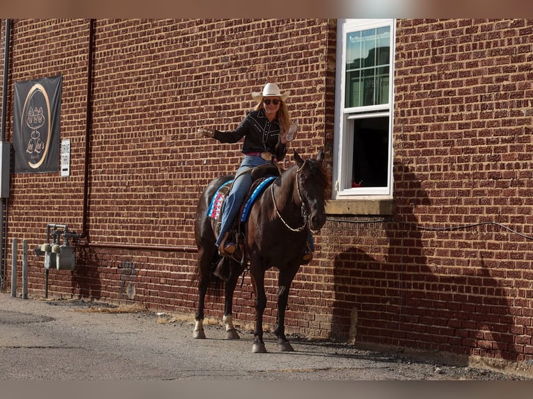 American Quarter Horse Ruin 9 Jaar 152 cm Zwart in Quitman