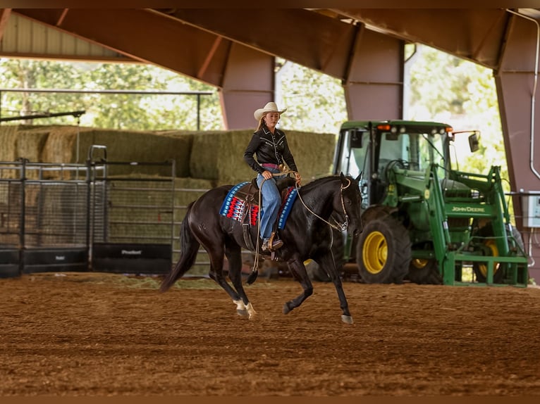 American Quarter Horse Ruin 9 Jaar 152 cm Zwart in Quitman