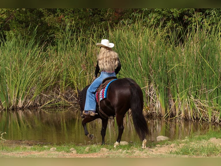 American Quarter Horse Ruin 9 Jaar 152 cm Zwart in Quitman