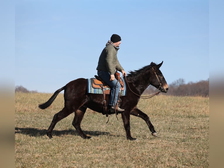 American Quarter Horse Ruin 9 Jaar 152 cm Zwart in Brodhead, ky