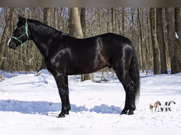 American Quarter Horse Ruin 9 Jaar 152 cm Zwart in North Bloomfield
