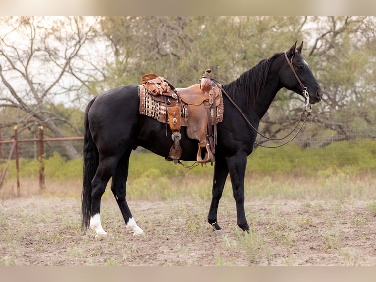 American Quarter Horse Ruin 9 Jaar 152 cm Zwart in Weatherford TX