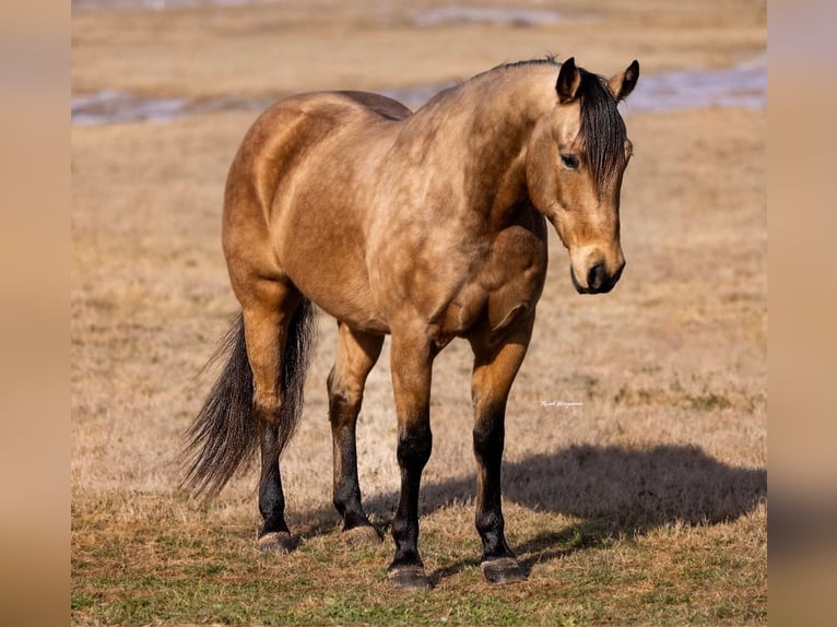 American Quarter Horse Ruin 9 Jaar 155 cm Buckskin in Weatherford
