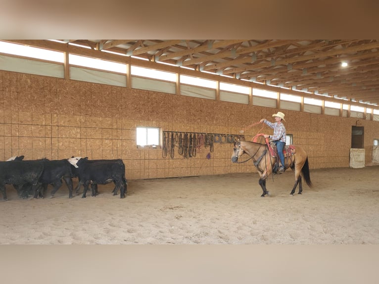 American Quarter Horse Ruin 9 Jaar 155 cm Buckskin in Bellevue, IA