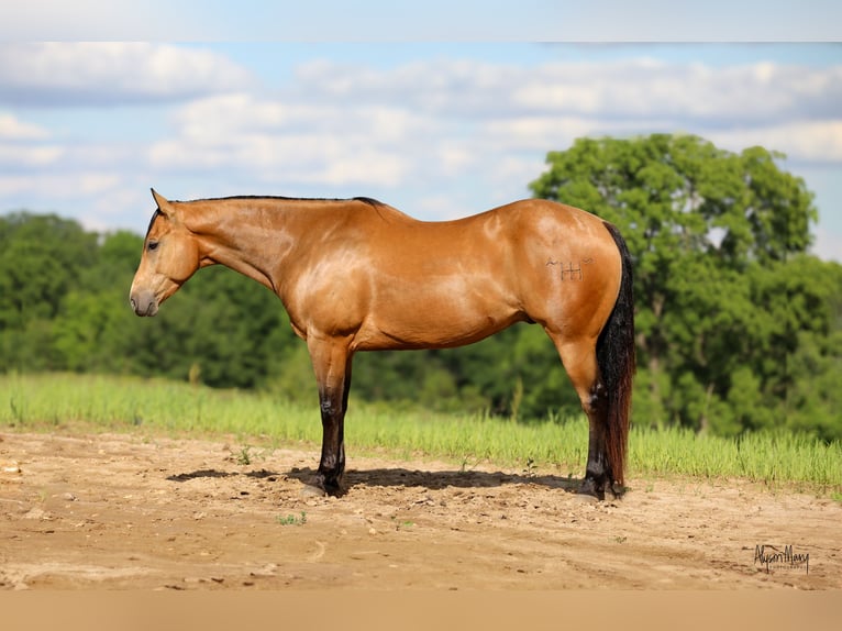 American Quarter Horse Ruin 9 Jaar 155 cm Buckskin in Bellevue, IA