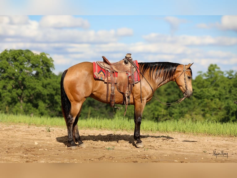 American Quarter Horse Ruin 9 Jaar 155 cm Buckskin in Bellevue, IA