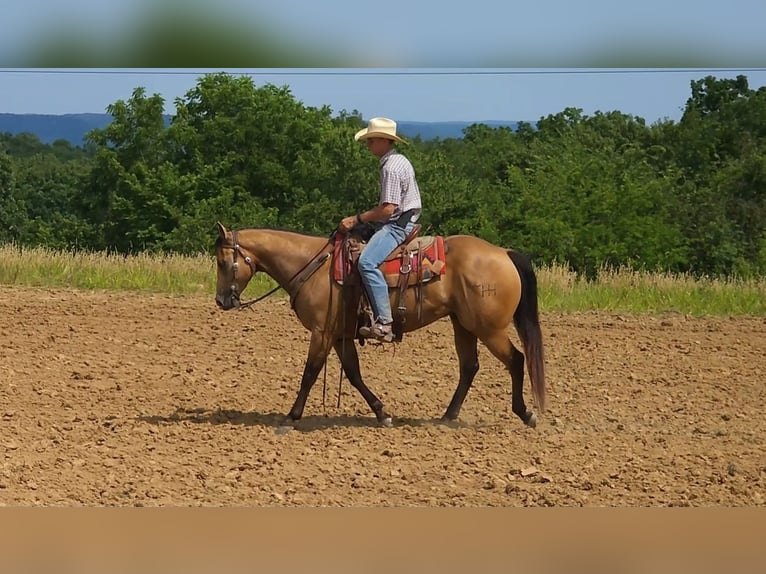 American Quarter Horse Ruin 9 Jaar 155 cm Buckskin in Bellevue, IA