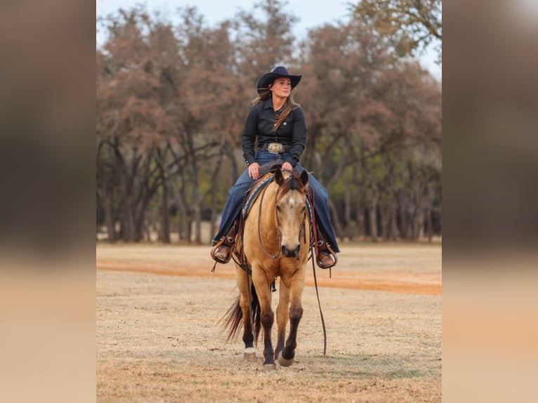 American Quarter Horse Ruin 9 Jaar 155 cm Buckskin in Ranger