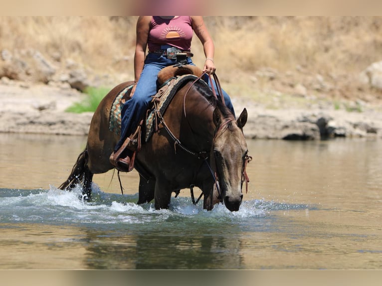 American Quarter Horse Ruin 9 Jaar 155 cm Buckskin in Waterford, CA