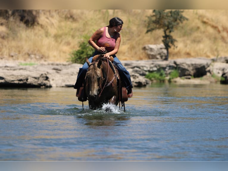 American Quarter Horse Ruin 9 Jaar 155 cm Buckskin in Waterford, CA