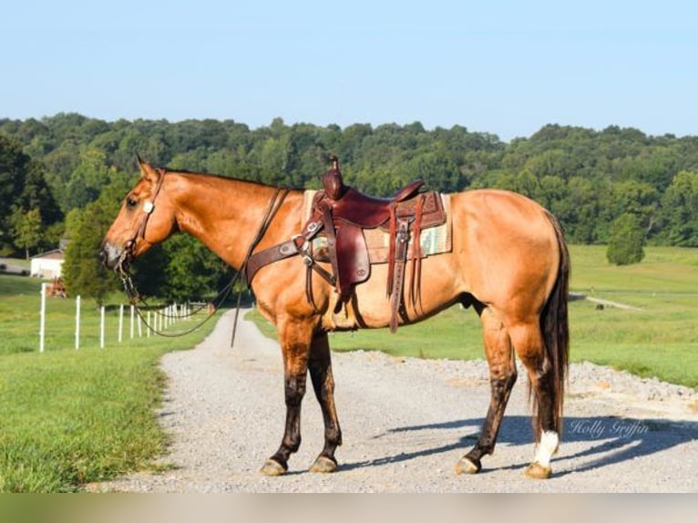 American Quarter Horse Ruin 9 Jaar 155 cm Buckskin in Greenville, KY