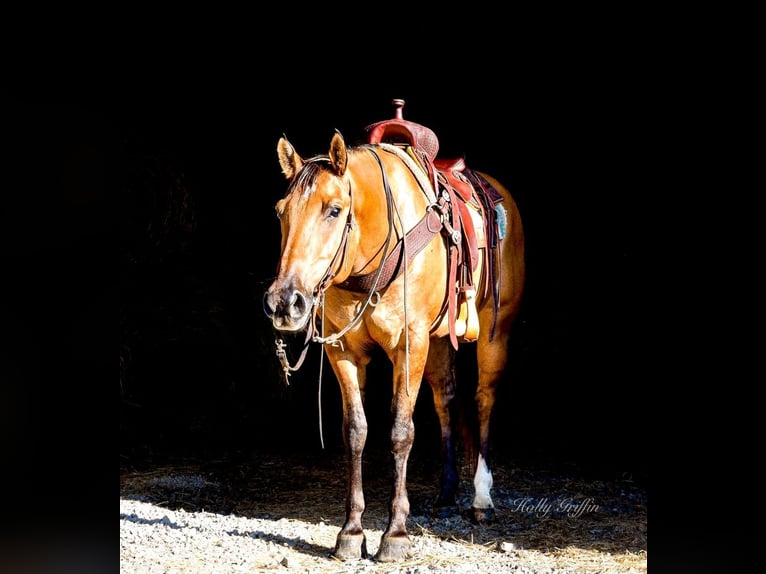 American Quarter Horse Ruin 9 Jaar 155 cm Buckskin in Greenville, KY