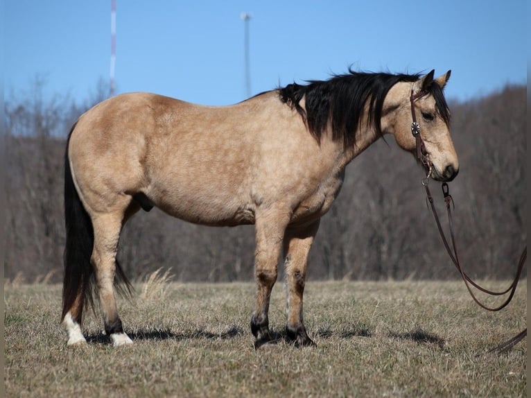 American Quarter Horse Ruin 9 Jaar 155 cm Buckskin in Brodhead KY