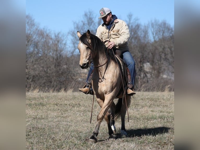 American Quarter Horse Ruin 9 Jaar 155 cm Buckskin in Brodhead KY