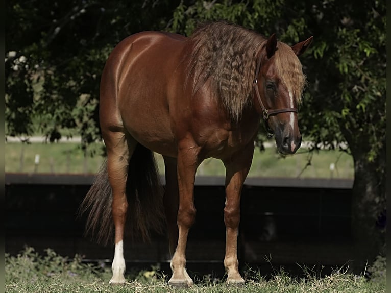 American Quarter Horse Ruin 9 Jaar 155 cm Donkere-vos in Cisco