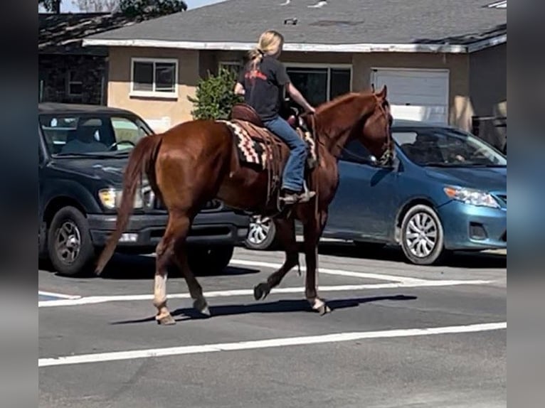 American Quarter Horse Ruin 9 Jaar 155 cm Donkere-vos in Norco CA