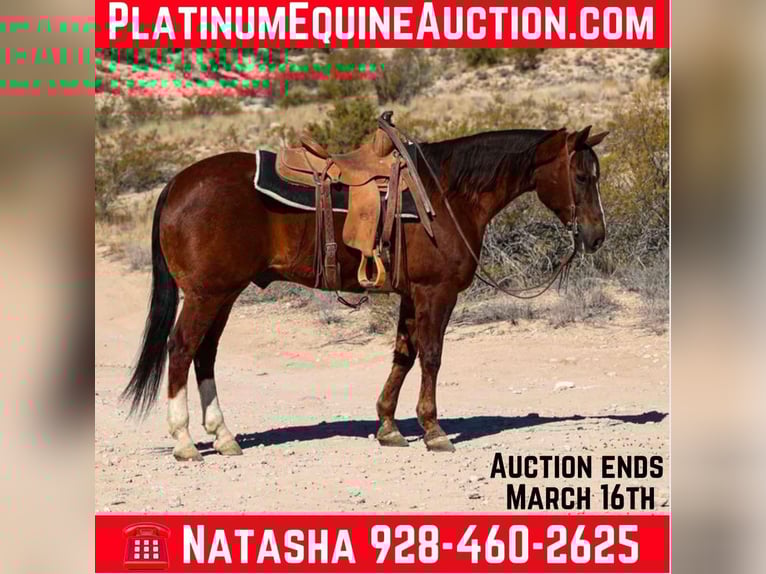 American Quarter Horse Ruin 9 Jaar 155 cm Donkere-vos in Camp Verde AZ