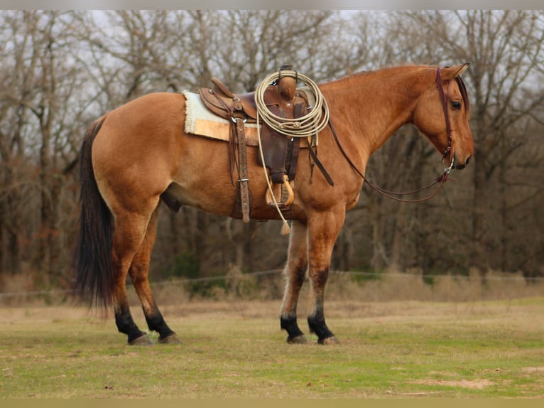 American Quarter Horse Ruin 9 Jaar 155 cm Falbe in De Kalb, TX