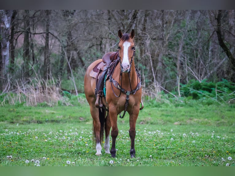 American Quarter Horse Ruin 9 Jaar 155 cm Falbe in Flemingsburg KY