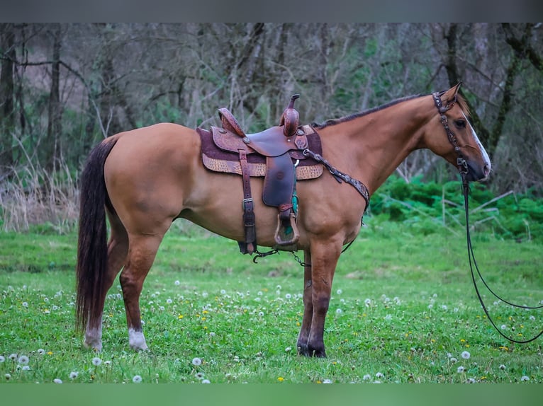 American Quarter Horse Ruin 9 Jaar 155 cm Falbe in Flemingsburg KY