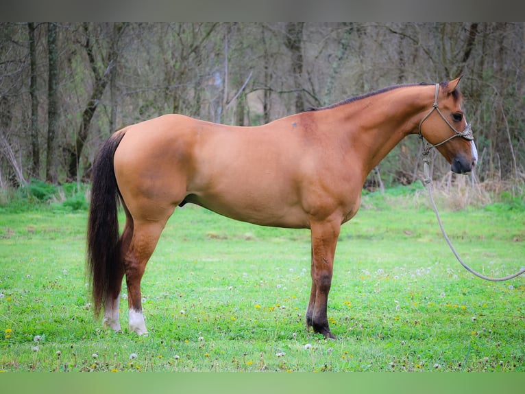 American Quarter Horse Ruin 9 Jaar 155 cm Falbe in Flemingsburg KY