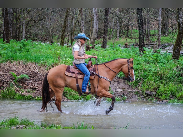 American Quarter Horse Ruin 9 Jaar 155 cm Falbe in Flemingsburg KY