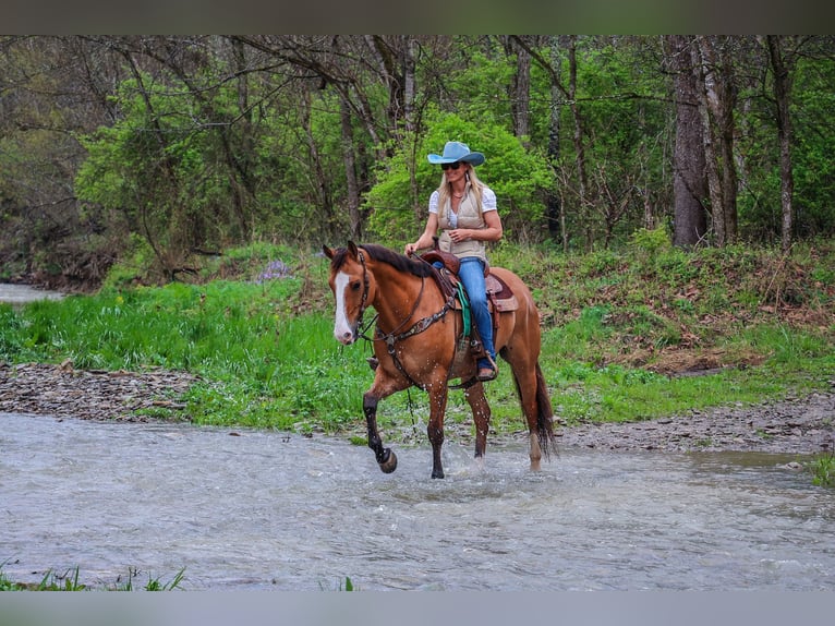 American Quarter Horse Ruin 9 Jaar 155 cm Falbe in Flemingsburg KY