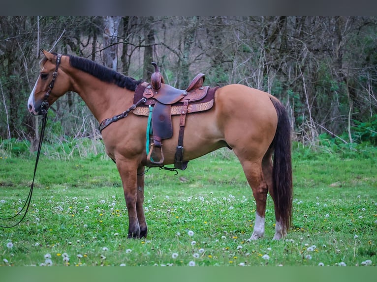 American Quarter Horse Ruin 9 Jaar 155 cm Falbe in Flemingsburg KY