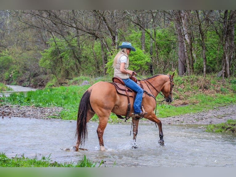 American Quarter Horse Ruin 9 Jaar 155 cm Falbe in Flemingsburg KY