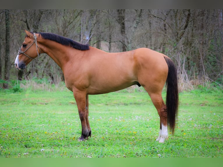 American Quarter Horse Ruin 9 Jaar 155 cm Falbe in Flemingsburg KY