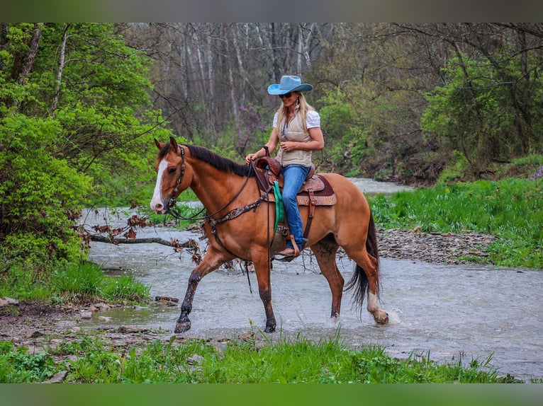 American Quarter Horse Ruin 9 Jaar 155 cm Falbe in Flemingsburg KY