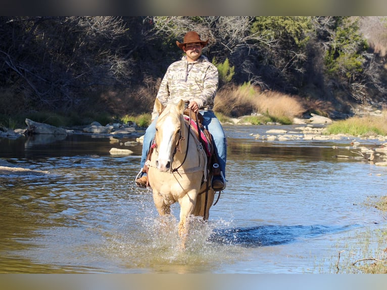 American Quarter Horse Ruin 9 Jaar 155 cm Palomino in Stephenville